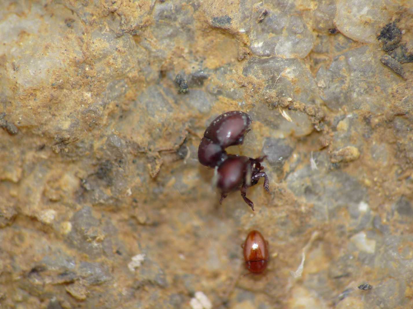Thorictus grandicollis (Dermestidae)